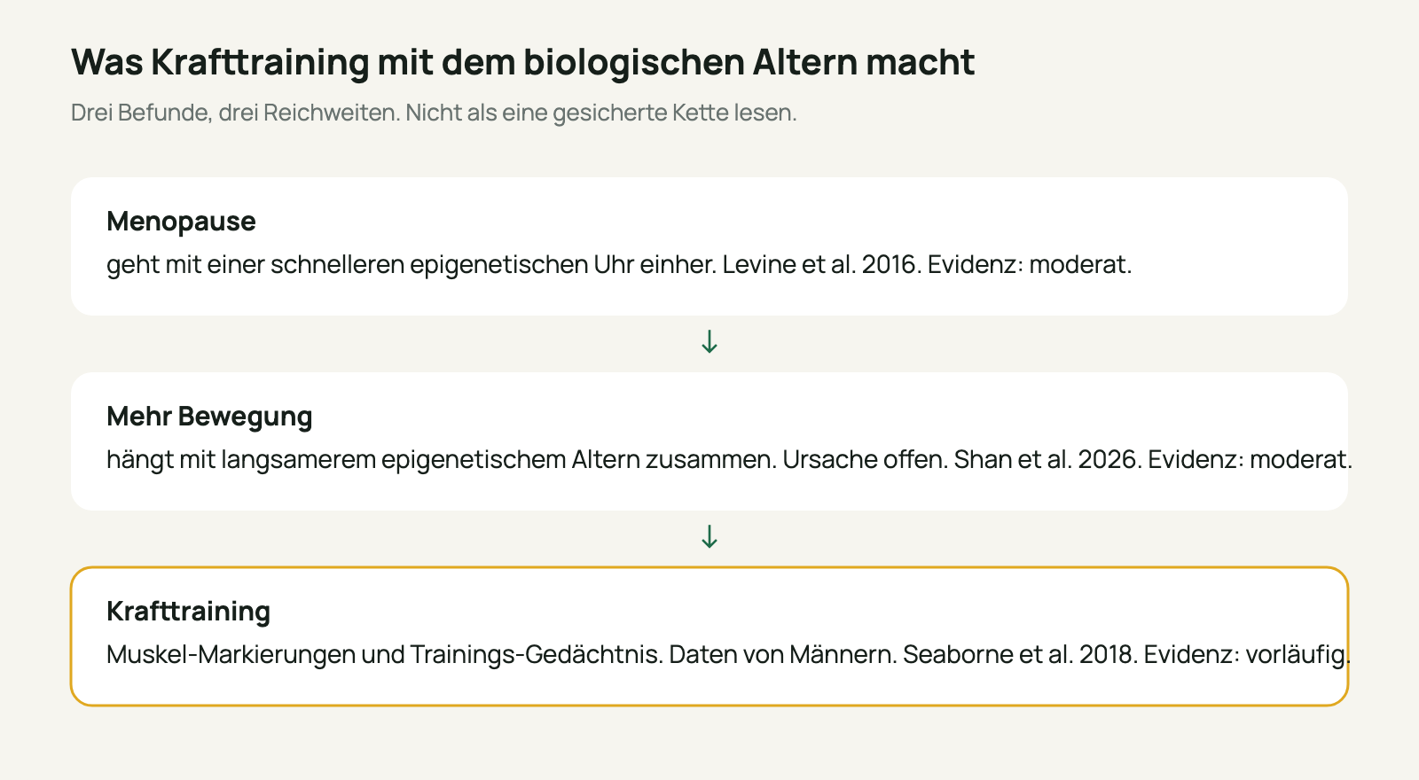 Drei Befunde untereinander: Menopause und epigenetische Uhr, Bewegung und langsameres epigenetisches Altern, Krafttraining mit Muskeldaten von Männern.